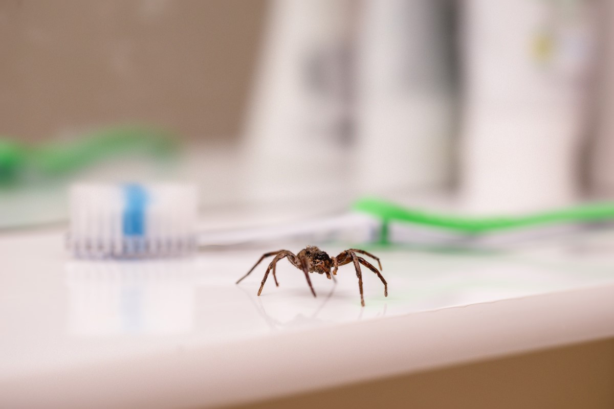 Jak odstraszyć pająki z domu - co odstrasza pająki?