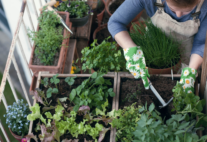 Warzywniak na balkonie - jak uprawiać warzywa w mieszkaniu, na balkonie?