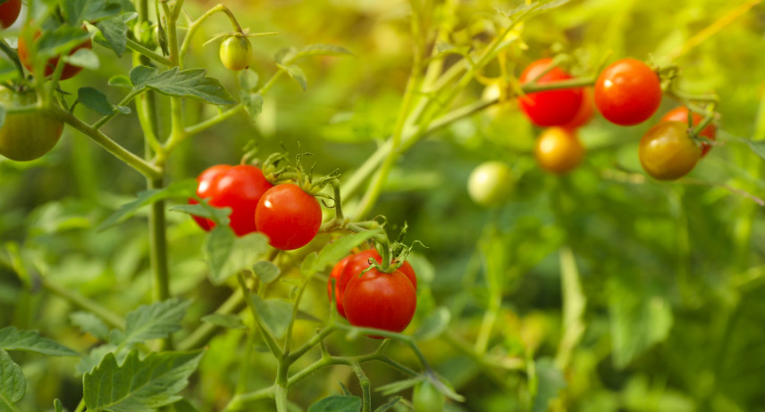 Jak, kiedy sadzić, uprawiać pomidory?